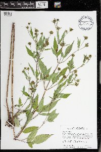 Bidens frondosa image
