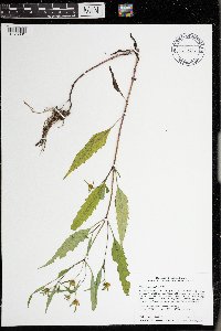 Bidens tripartita image