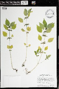 Image Associated With the Occurrence