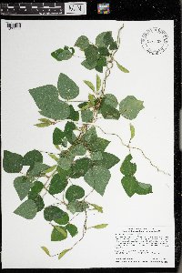 Amphicarpaea bracteata image