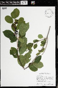 Frangula alnus image