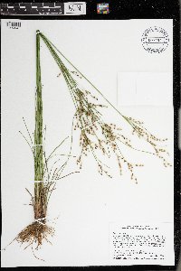 Juncus anthelatus image