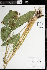 Sagittaria latifolia image