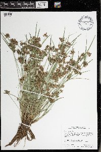 Cyperus diandrus image