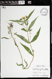 Bidens cernua image