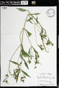Bidens tripartita image