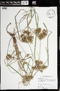 Cyperus odoratus image