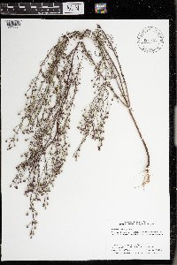 Agalinis tenuifolia image