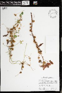 Media resource of Cuscuta pentagona