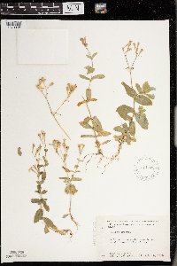 Silene armeria image