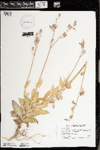 Silene csereii image