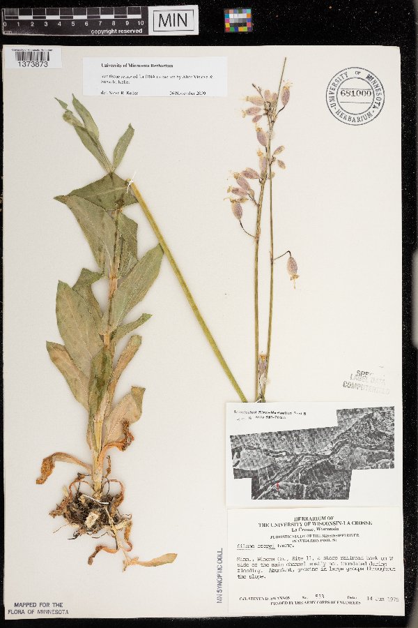 Silene csereii image