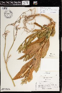 Silene csereii image