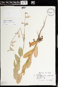 Silene csereii image