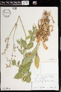 Silene csereii image