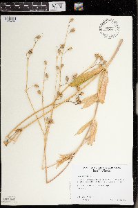 Silene csereii image