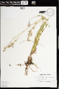 Silene csereii image