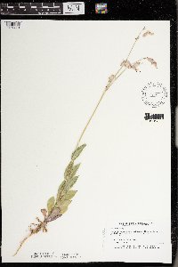 Silene csereii image
