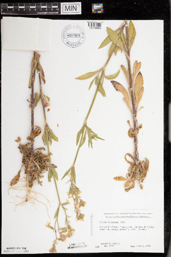 Silene dichotoma subsp. dichotoma image