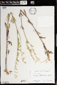 Silene dichotoma subsp. dichotoma image