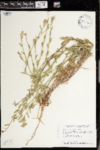 Silene dichotoma subsp. dichotoma image