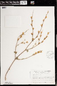 Silene dichotoma subsp. dichotoma image