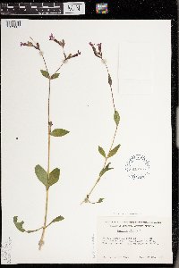 thumbnail image of current specimen