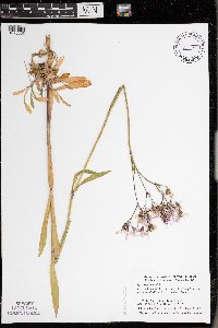 Silene flos-cuculi image