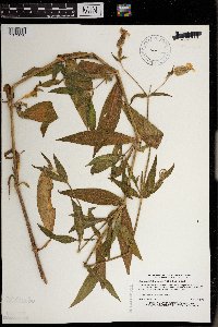 Silene latifolia image