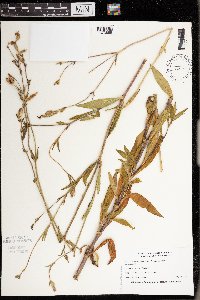 Silene latifolia image