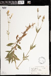 Silene latifolia image