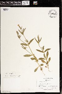 Silene noctiflora image