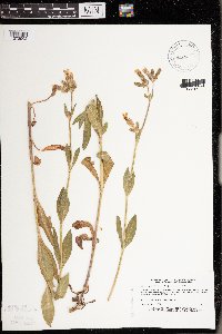 Silene latifolia image