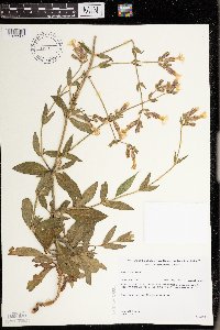 Silene latifolia image