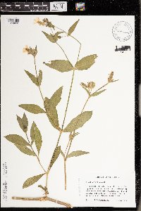 Silene latifolia image