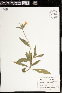 Silene latifolia image