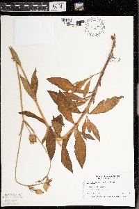 Silene latifolia image