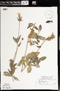 Silene latifolia image