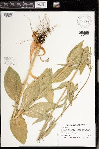 Silene noctiflora image
