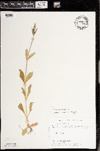 Silene noctiflora image