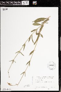 Silene noctiflora image