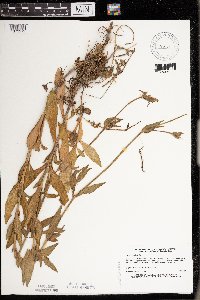 Silene noctiflora image