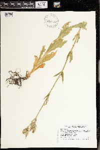 Silene noctiflora image