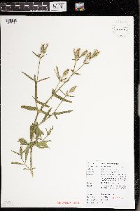 Silene noctiflora image