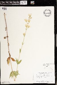 Silene stellata image