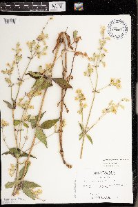 Silene stellata image