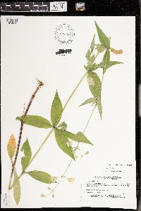 Silene stellata image