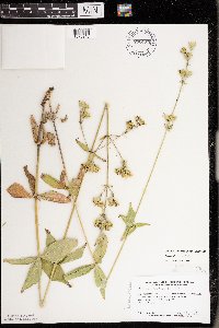 Silene stellata image