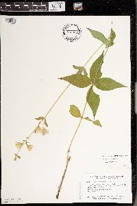 Silene stellata image