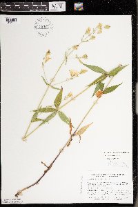 Silene stellata image